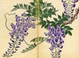 藤:矢代仁蔵書「四季の花」「四季の花」