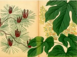 梧桐の花、松乃花:矢代仁蔵書「四季の花」