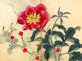 芍薬、縷紅草:矢代仁蔵書「四季の花」