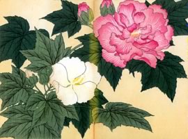 酔芙蓉、一重白芙蓉:矢代仁蔵書「四季の花」