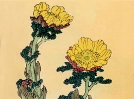 側金盞花(フクジュサウ):矢代仁蔵書「千種之花」