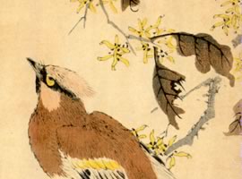 マンサク、黄練雀:矢代仁蔵書「花鳥画譜」