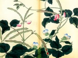 ささげ、露草:矢代仁蔵書「四季の花」