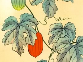 烏瓜:矢代仁蔵書「四季の花」