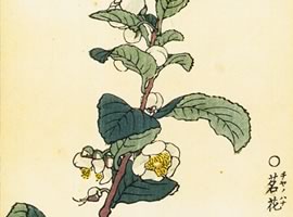 茗花(チャノハナ):矢代仁蔵書「千種之花」
