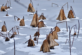 �͘@�i����͂��j