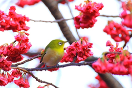 �ꊦ���ƃ��W��