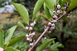 �q�T�J�L�̉�